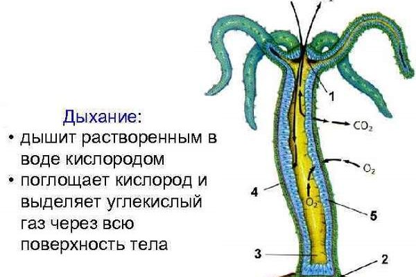 Активная ссылка на кракен